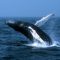 🐋 TOUR VTD–805: AVISTAMIENTO DE BALLENAS JOROBADAS DESDE LA COSTA DE  MANTA