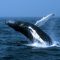 VTDE189                       BALLENAS JOROBADAS