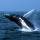 VTDE189                       BALLENAS JOROBADAS